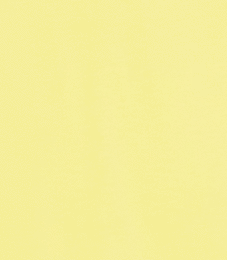 YELLOW TULIP